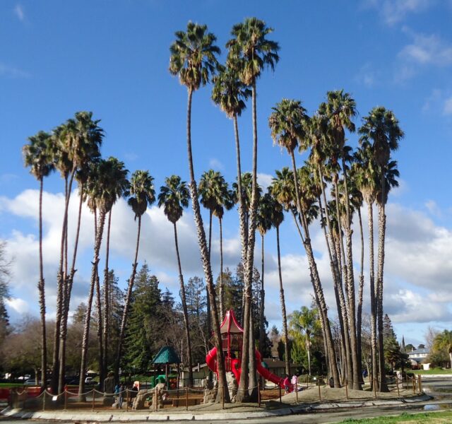 Trees_in_a_public_park_in_Cupertino_California